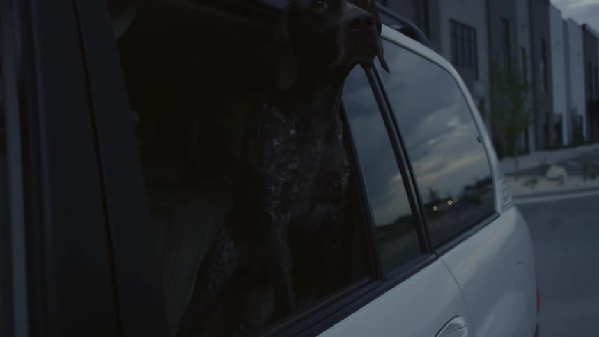 Vehicle reversing and then proceeding with the flow while a dog sticks its head out from the rear window