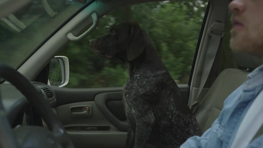 A black spotted dog sitting on the passenger seat of a car while a man drives the car through an area filled with trees on the side of the road