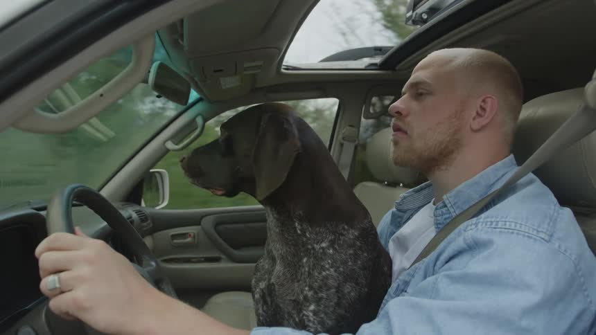A man driving a car with a brown dog