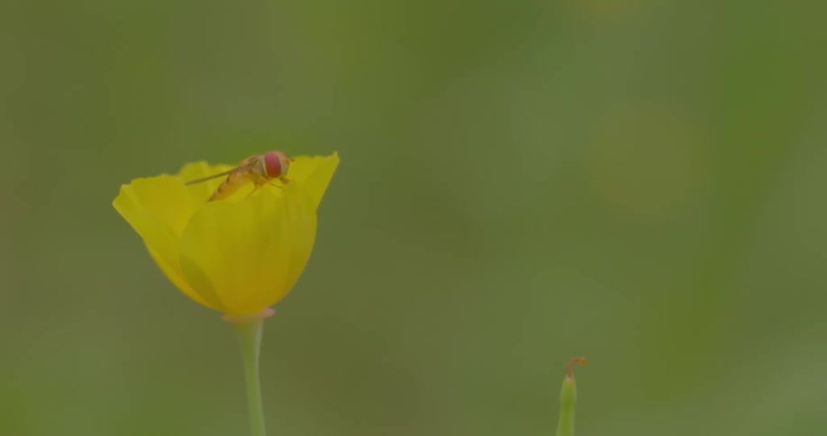 Insect on a yellow flower and then it takes flight