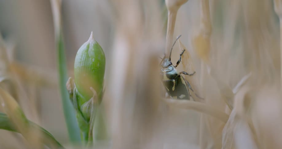 Insect perched on plant