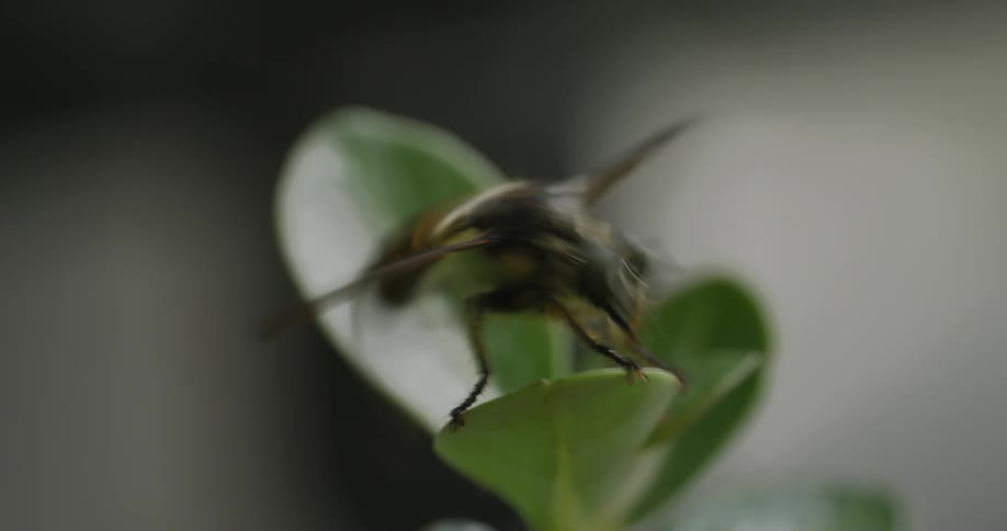 Extreme close up of a bee on a plant moving its legs and wings