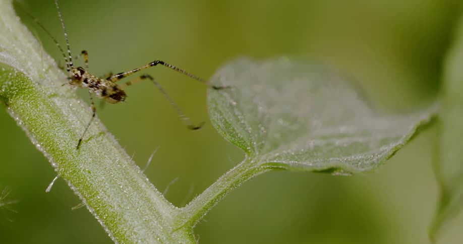 An insect crawls along a plant outdoors during the day