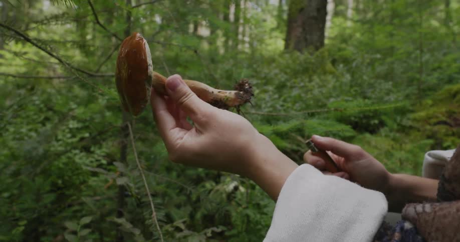A person in a forest inspecting a freshly cut mushroom