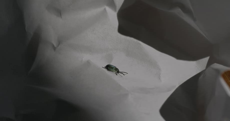 The insect is sitting on the paper