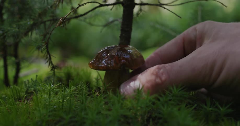 A person is picking a mushroom