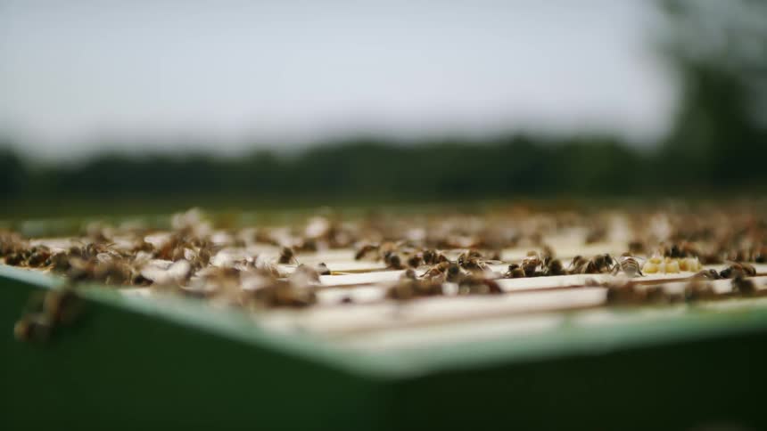 Bees in a manmade beehive