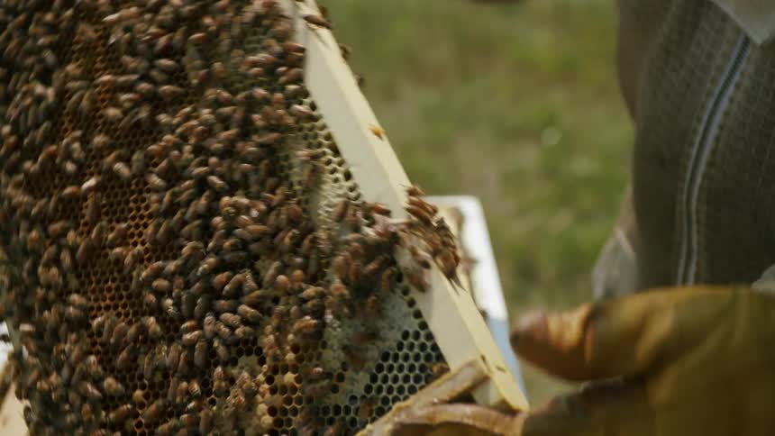 A beekeeper tinkering with a piece of wood full of honeycombs and bees
