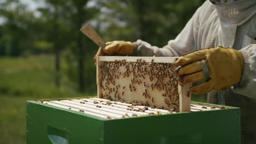 A beekeeper lifts a panel from the bee box