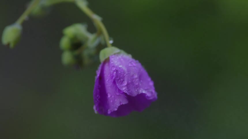 A closeup of a purple rose on a rainy day