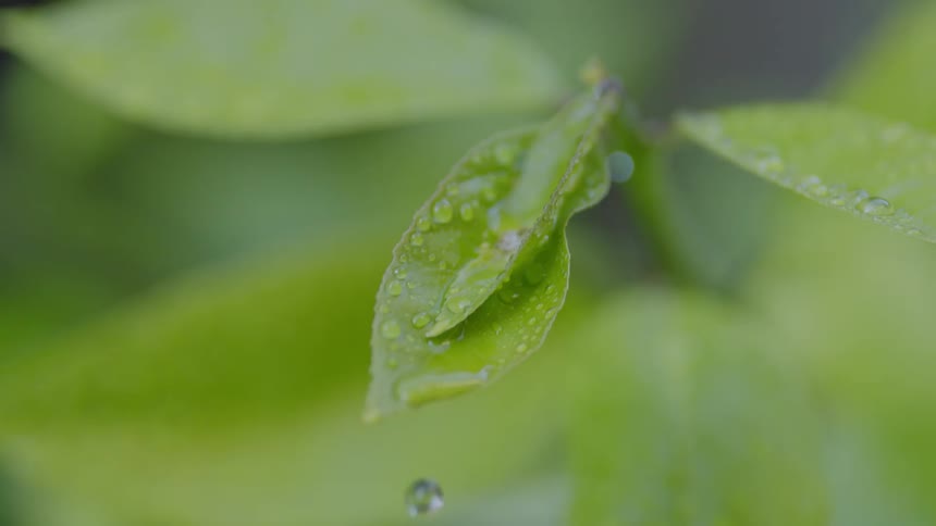Water sprays over green leaves of a plant outdoors during day time