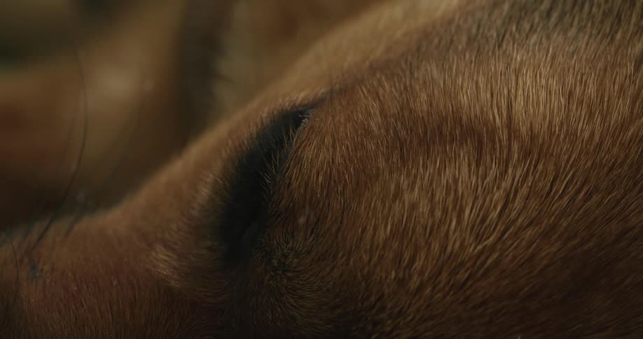 Dog sleeping close up falling asleep