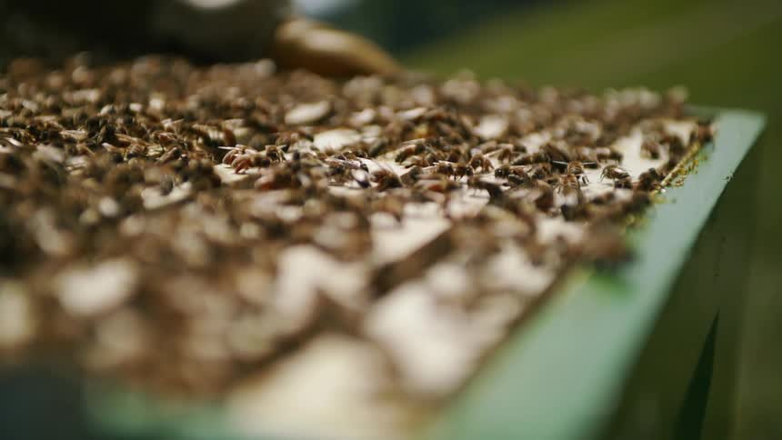 The bees fly around the hive box