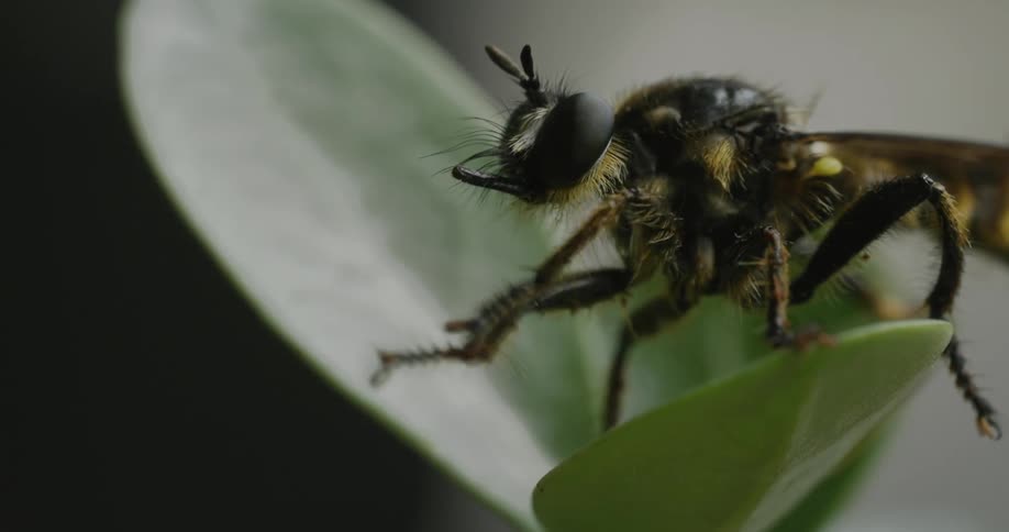 Wasp on a plant petal moving its front legs and scratching its head