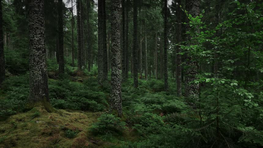The woods are lush and green