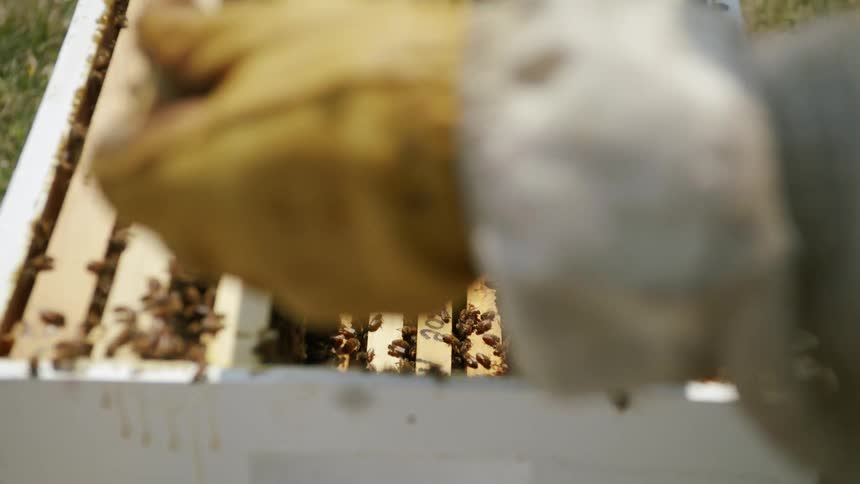 A persons gloved hand takes one of several honeycombs out of a box crawling with hundreds of bees