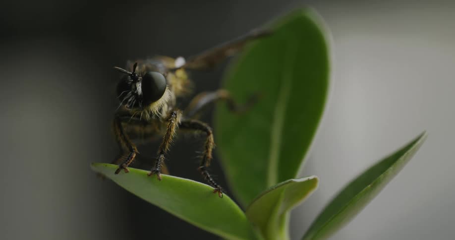 Wasp standing on a spinning plant indoors