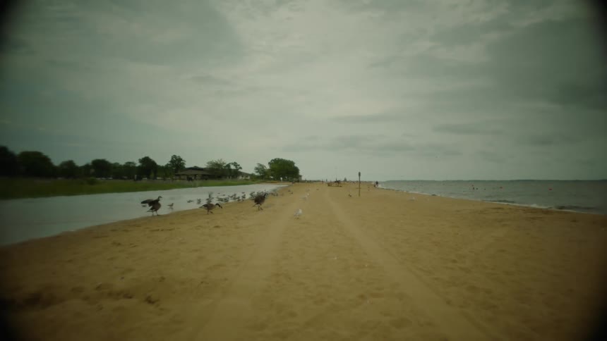 A flock of birds on a deserted beach on a cloudy day