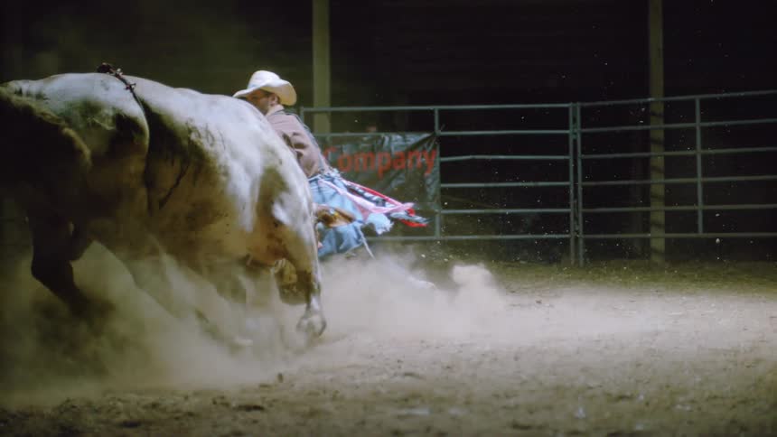 A bull is running around after a cowboy