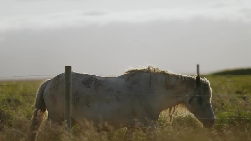White horse walking in a pasture