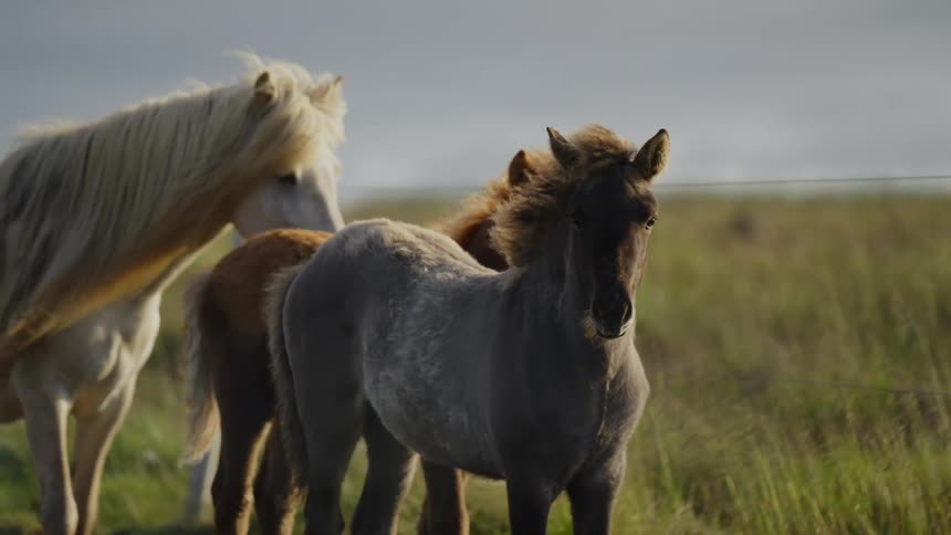 Three horses are standing in a field of tall grass