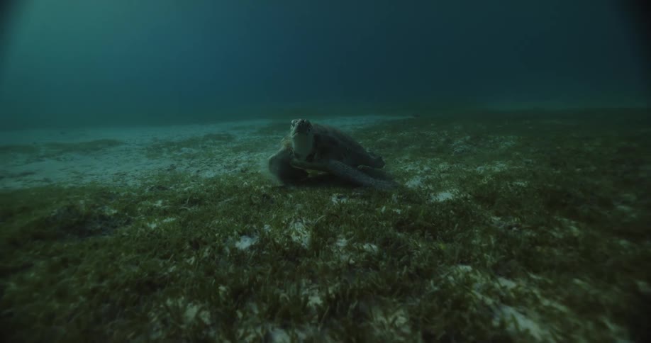 Turtle at the bottom of the ocean feeding