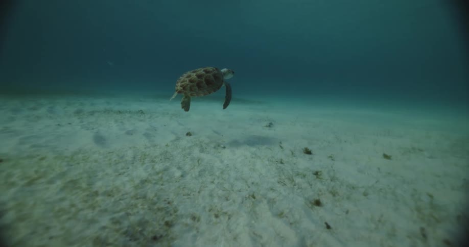 Turtle swimming in the depths of the sea