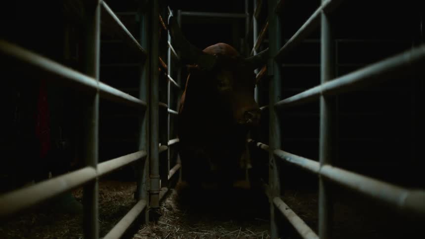 A bull walks along a long dark cage