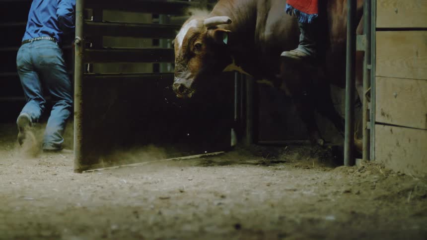 A man pulls the bucking chute door open releasing the bull and rider