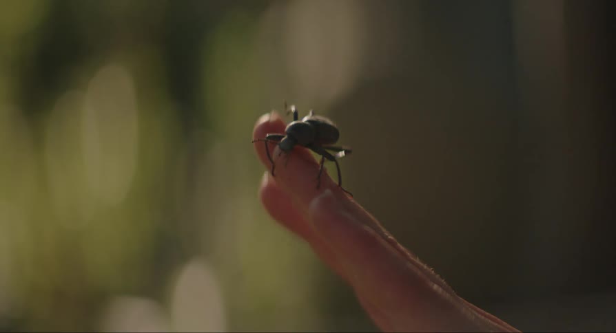 A black beetle crawls on a persons fingers