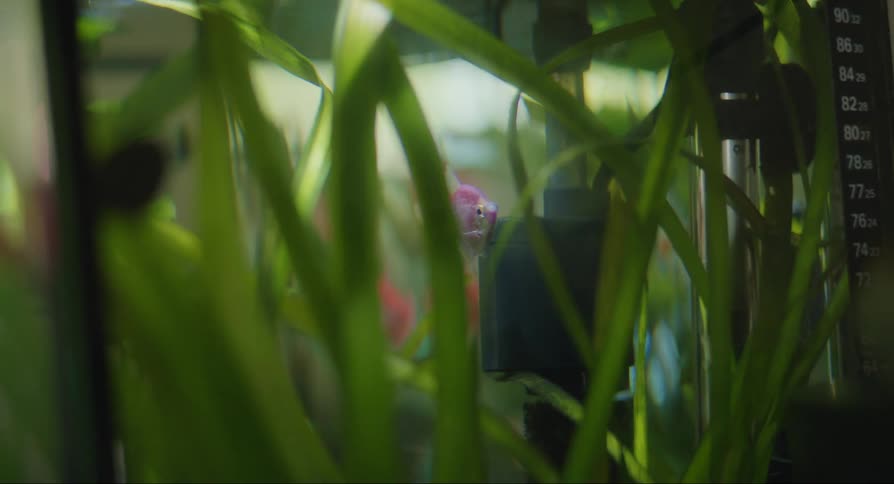 A fish in a fish tank peeks between water plants