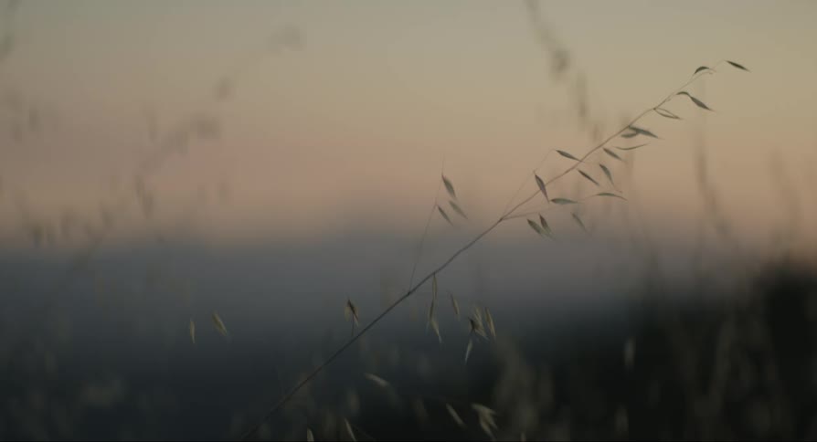 A coastal field with reeds at dusk