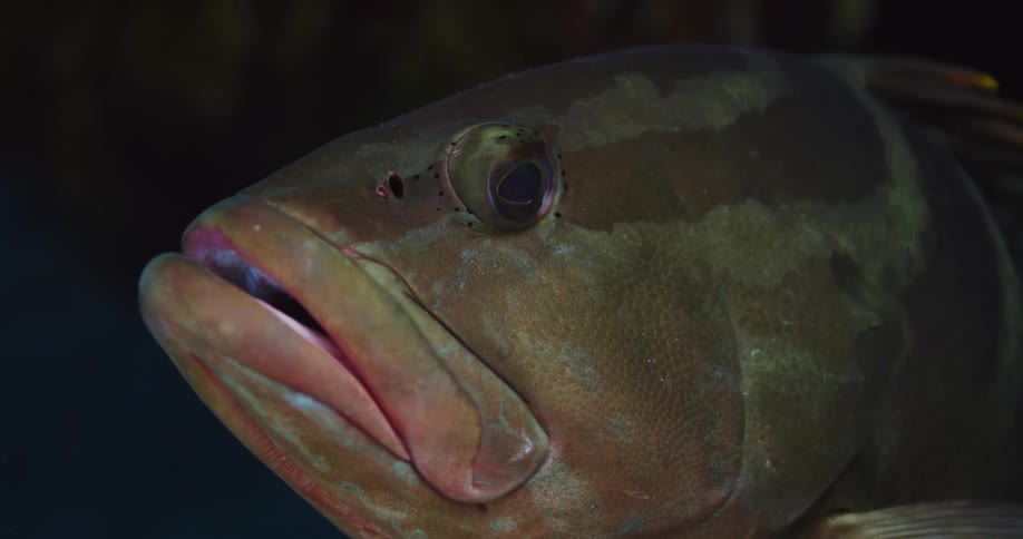 A Nassau Grouper underwater in the Bahamas