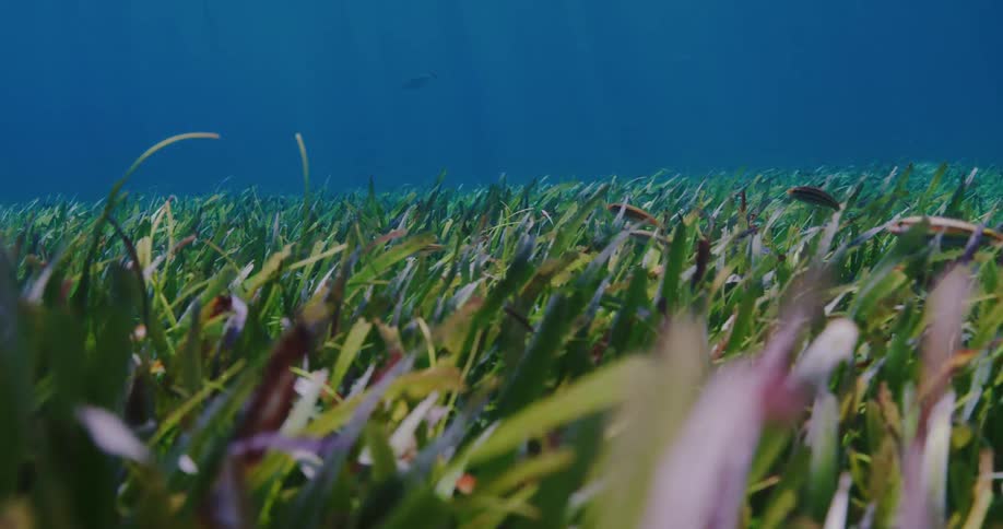 An underwater camera films sea grass while small fish swim through it