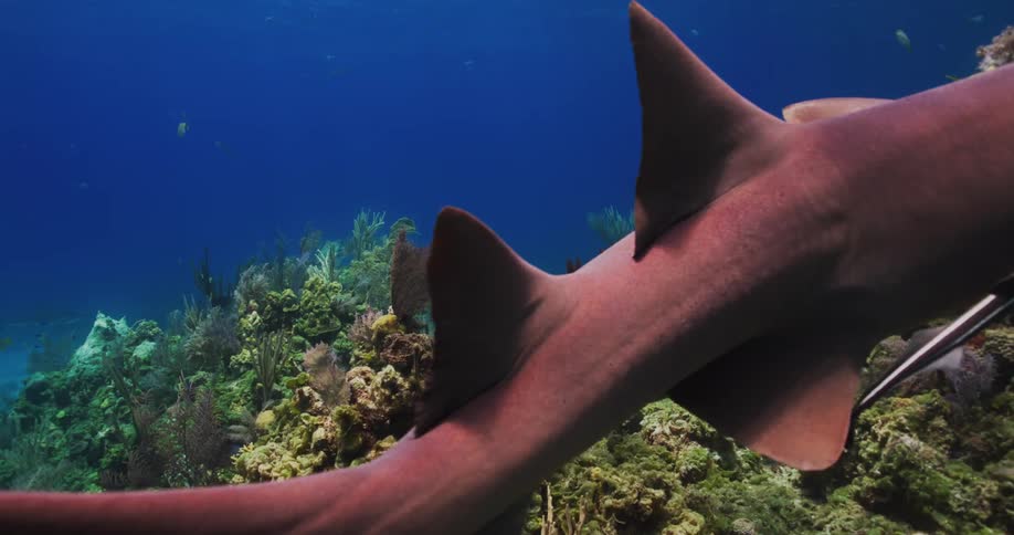 A shark swimming slowly and smoothly underwater near coral on the ocean floor as sun shines through the surface