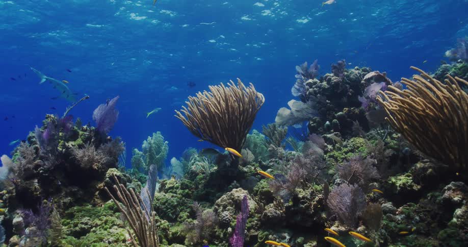 Tropical fish swim over a coral reef in the blue ocean waters