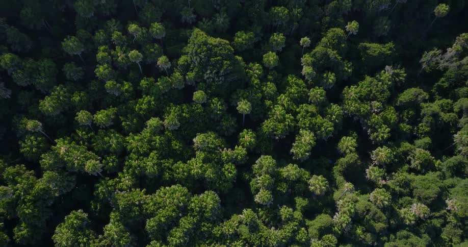 Aerial of a wild forest during a sunny day
