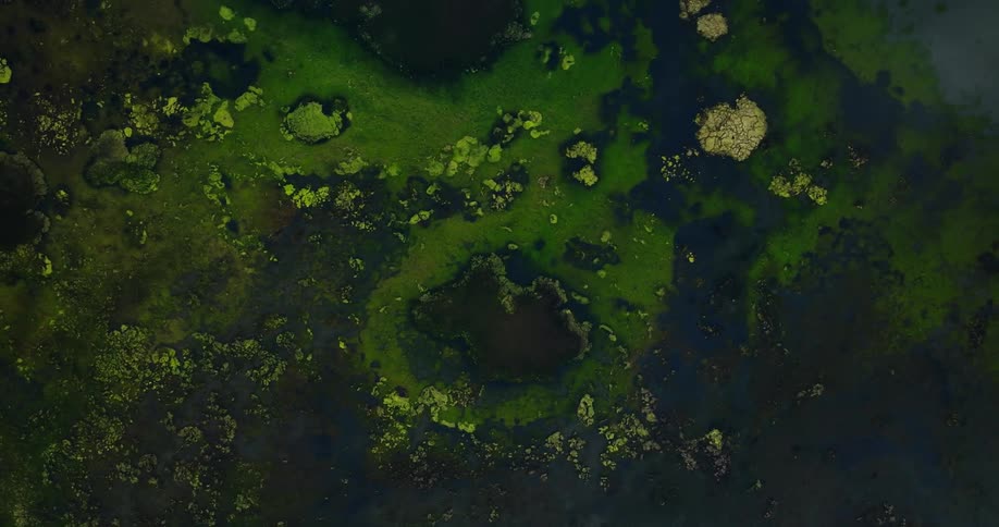 Top down aerial of green vegetation on a swamp