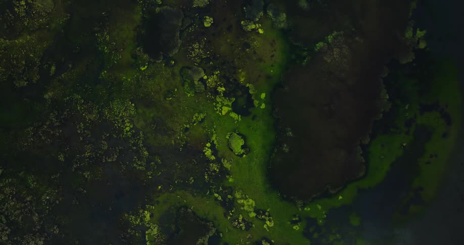 An aerial view of land covered in green patches and puddles of water