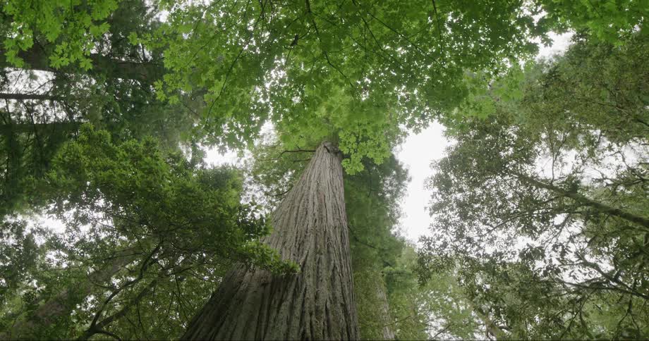 View of a forest with tall trunks and abundant vegetation