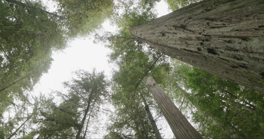 Tall forest trees