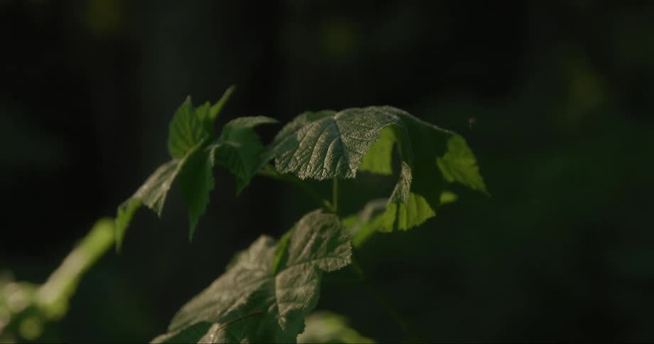 A plant with green leaves and stem and an insect flying over it