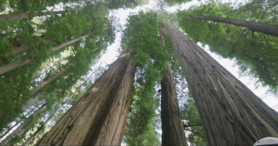 A man staring up forest trees