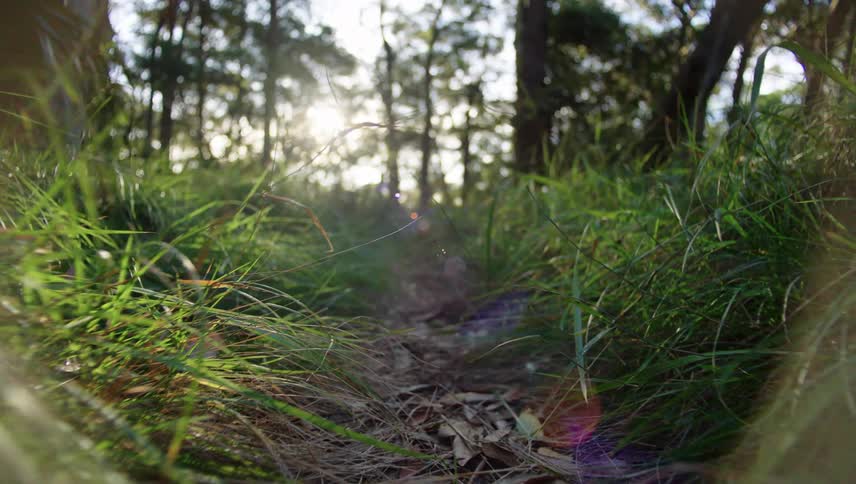 A small trail in the middle of the forest