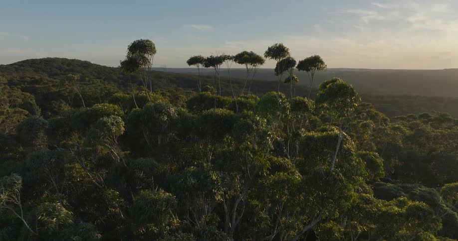 Forest tree tops and the horizon