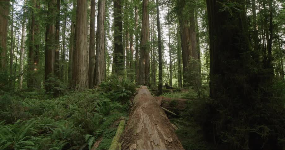 A fallen tree trunk in a forest