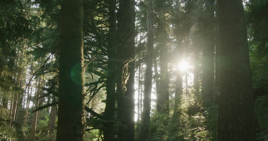 Sunlight shining through tall forest trees in nature during the day