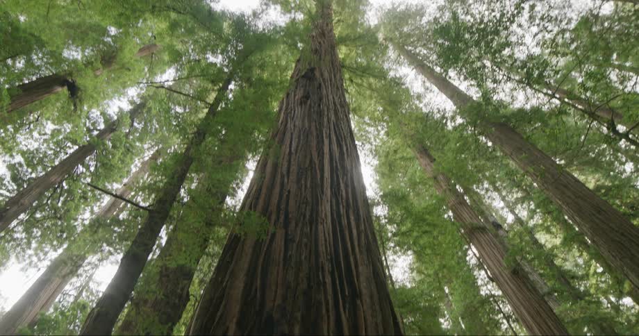 A forest with big trees with firm trunks