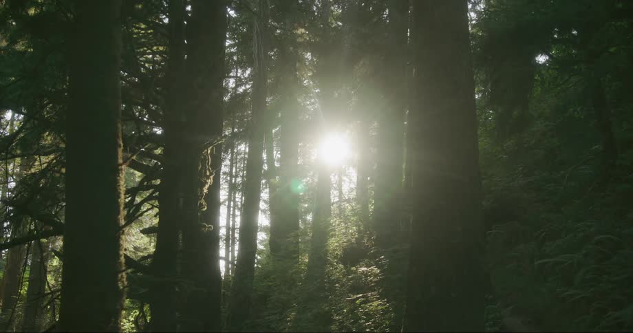 Sun light creeping in between forest trees