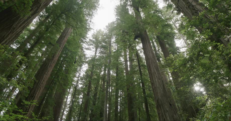 Tall redwood trees stand in a forest as the sun shines in the distance